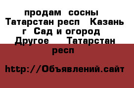 продам  сосны - Татарстан респ., Казань г. Сад и огород » Другое   . Татарстан респ.